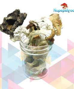 Buy Amazonian Cubensis Mushrooms Online